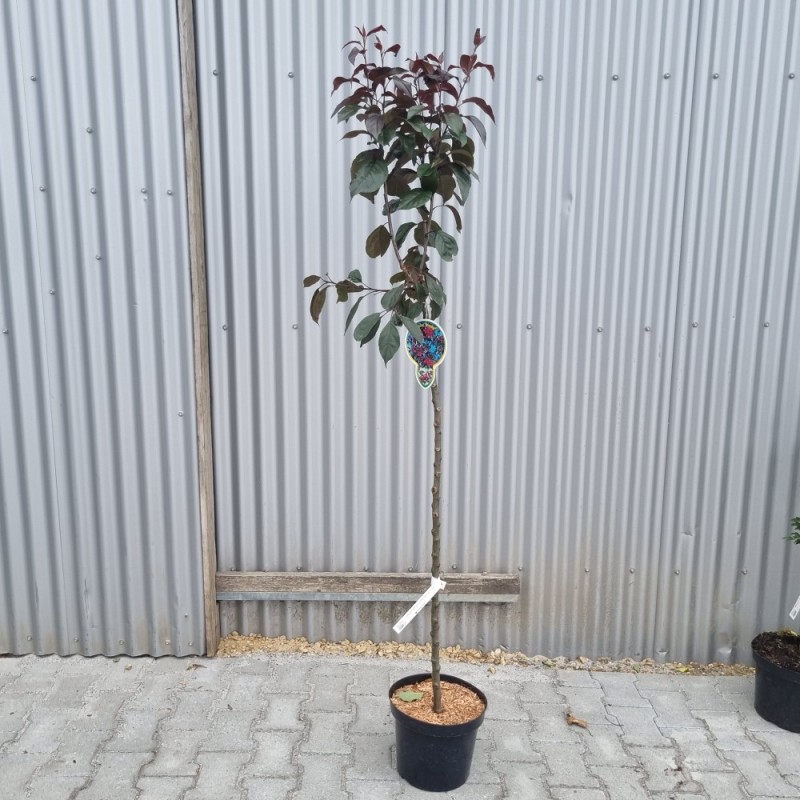 Paradisæble Royalty 120 cm. stamme - Malus hybrid Royalty