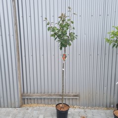 Paradisæble Rudolph 120 cm. stamme - Malus hybrid Rudolph