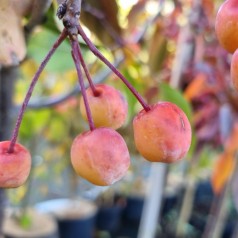 Paradisæble Rudolph 120 cm. stamme - Malus hybrid Rudolph