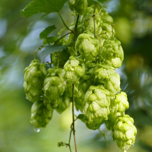 Humle Pioneer ( Hunplante )  - Humulus lupulus Pioneer