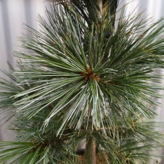 Rocky Mountain-fyr 60-80 cm. - Pinus flexilis Vanderwolfs Pyramid