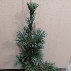 Pinus flexilis Vanderwolf's Pyramid - Rocky Mountain-fyr - 80-100 cm.