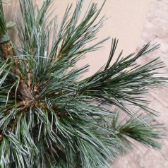 Pinus flexilis Vanderwolf's Pyramid - Rocky Mountain-fyr - 80-100 cm.