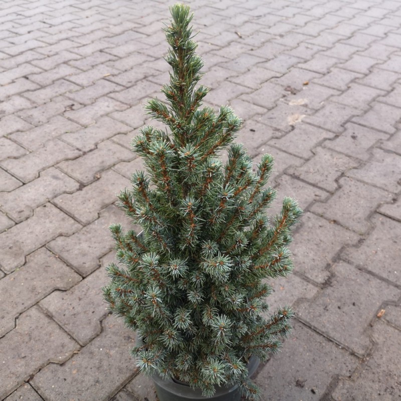 Sukkertopgran Sander's Blue 40-50 cm. - Picea glauca Sander's Blue