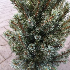 Sukkertopgran Sander's Blue 40-50 cm. - Picea glauca Sander's Blue