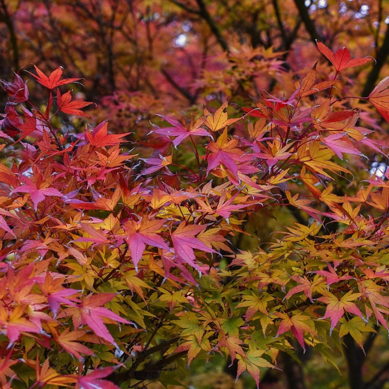 Japansk Løn 40-60 cm. - Bundt med 10 stk. barrodsplanter - Acer palmatum