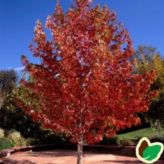 Liquidambar styraciflua Worplesdon - Ambratræ 175-200 cm.