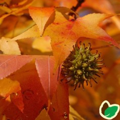 Liquidambar styraciflua Worplesdon - Ambratræ 175-200 cm.