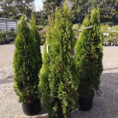 Thuja occidentalis Smaragd / 150-175 cm.