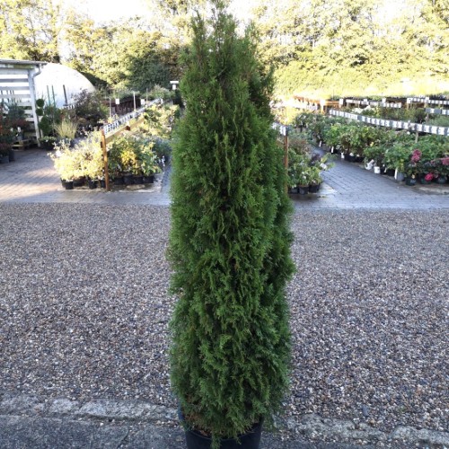 Thuja occidentalis Smaragd / 150-175 cm.