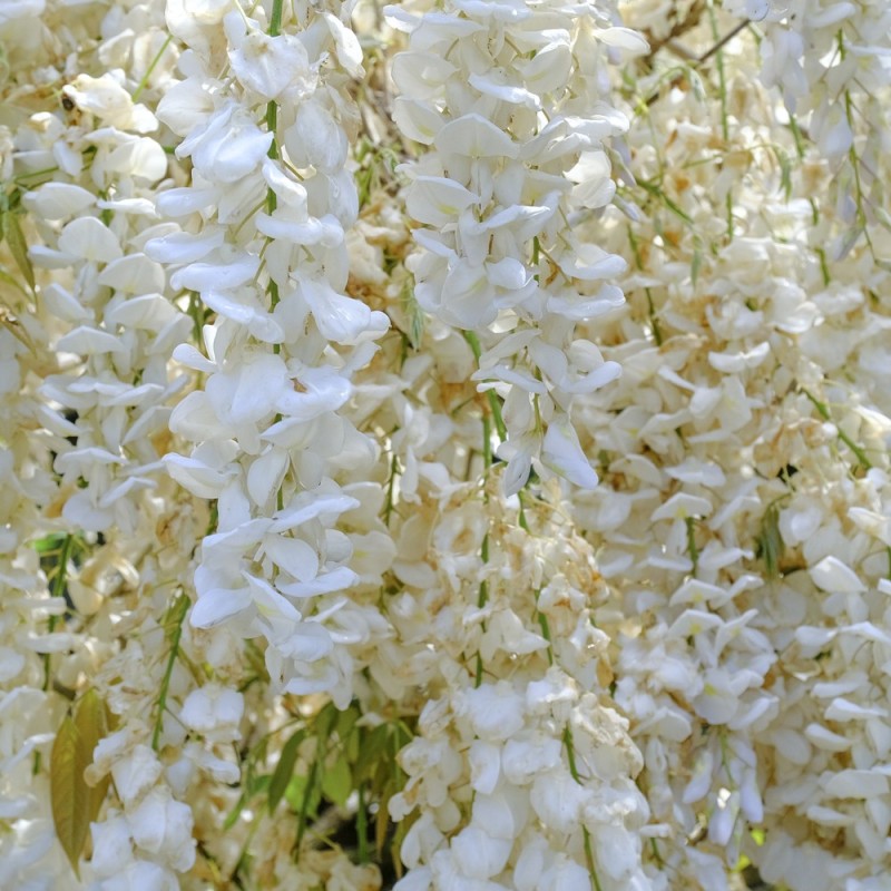 SilkeBlåregn Shiro-kapitan 150-175 cm. - Wisteria brachybotrys Shiro-kapitan