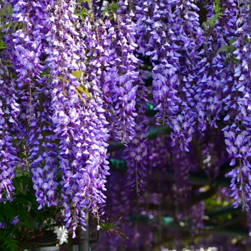 Blåregn, Iko Yama Fuji 150175 cm. Wisteria brachybotrys Iko Yama Fuji