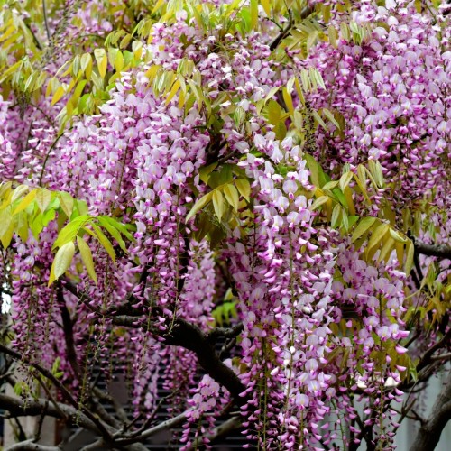 SilkeBlåregn Showa Beni 150-175 cm. - Wisteria brachybotrys Showa Beni