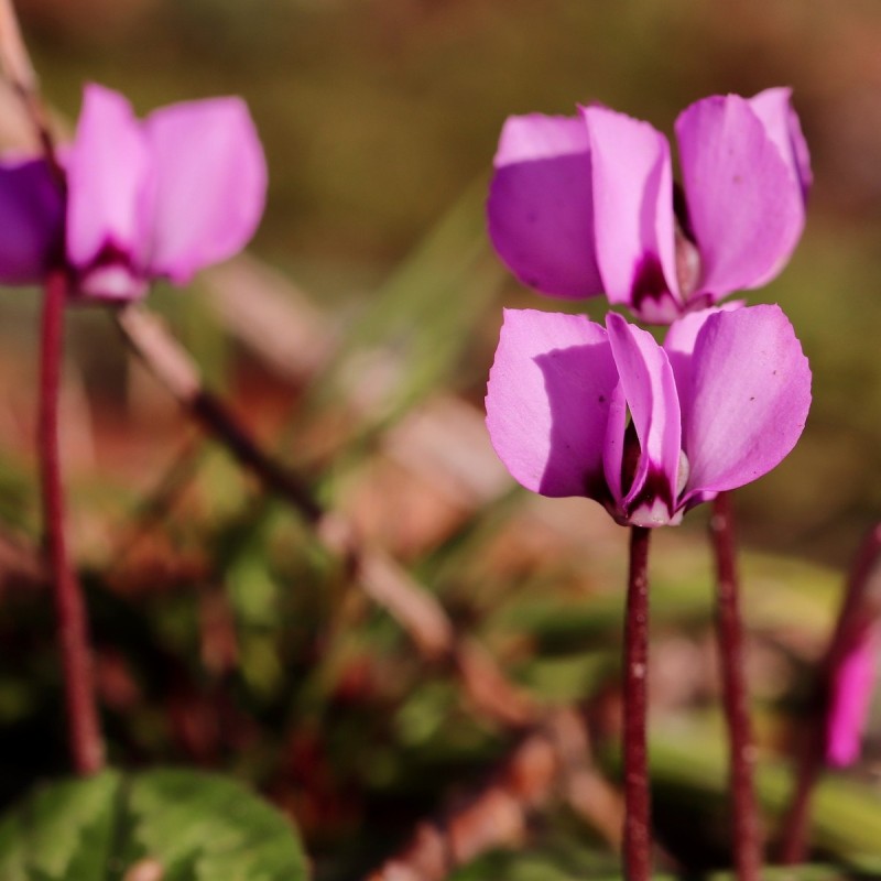 Alpeviol - Cyclamen coum