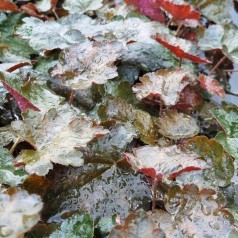 Alunrod Rachel - Heuchera hybrid Rachel