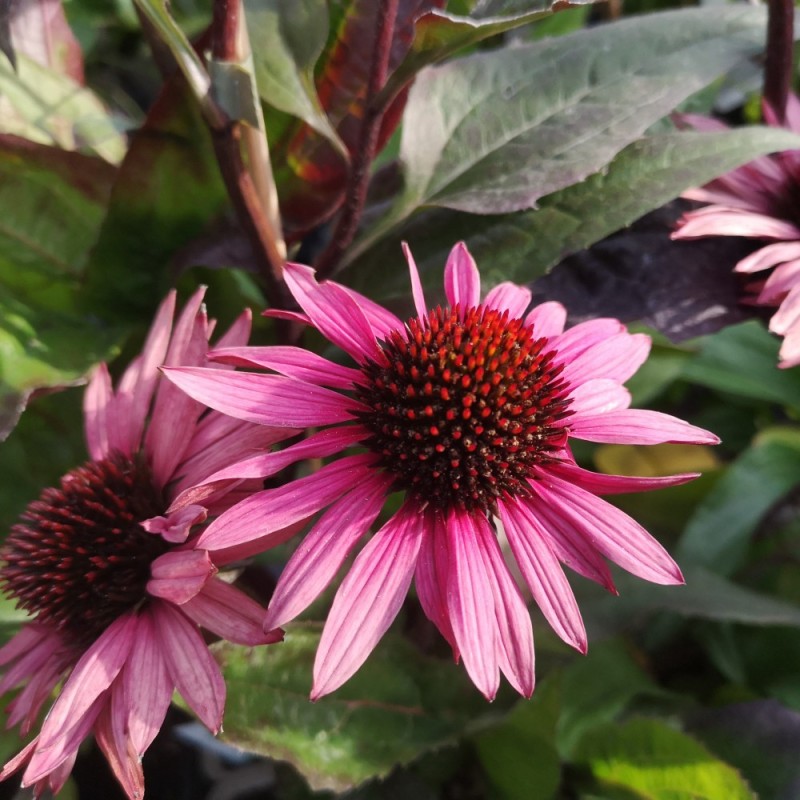 Purpursolhat Fatal Attraction - Echinacea purpurea Fatal Attraction