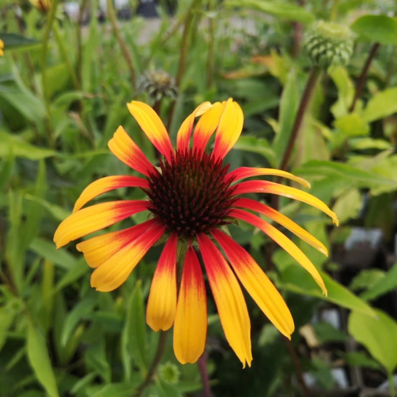 Purpursolhat Fiery Meadow Mama - Echinacea purpurea Fiery Meadow Mama