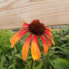 Purpursolhat Fiery Meadow Mama - Echinacea purpurea Fiery Meadow Mama