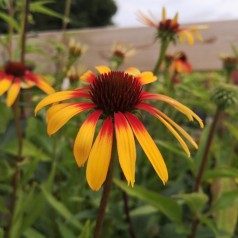 Purpursolhat Fiery Meadow Mama - Echinacea purpurea Fiery Meadow Mama