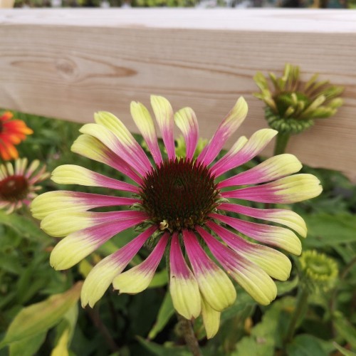 Purpursolhat Green Twister - Echinacea purpurea Green Twister