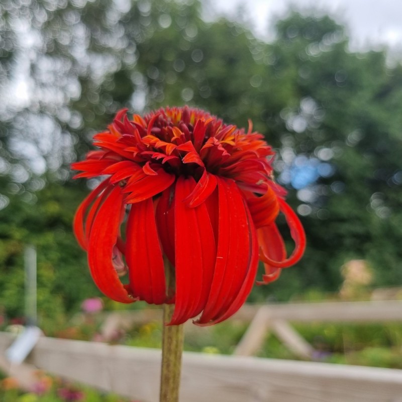 Purpursolhat Hot Papaya - Echinacea purpurea Hot Papaya