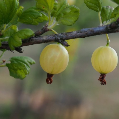 Stikkelsbærbuske Hinnonmäki Gul 30-50 cm. - Bundt Med 10 Stk. Barrodsplanter - Ribes uva-crispa Hinnonmäki Gul