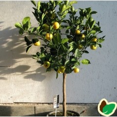 Lime Pursha - Citrusplanter