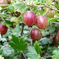 Stikkelsbærbuske Hinnonmäki Rød 30-50 Cm. - Bundt Med 10 Stk. Barrodsplanter