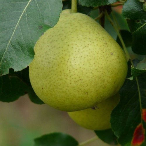 Vild Pære Grundstamme - Bundt med 10 stk. barrodsplanter - Pyrus communis