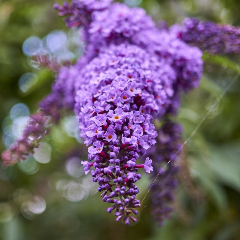 Sommerfuglebusk Blåvinge - Buddleja davidii Blåvinge