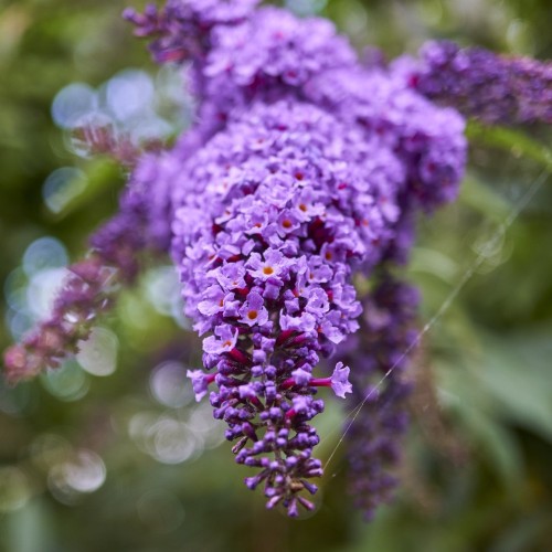 Sommerfuglebusk Blåvinge 20-50 cm. - Buddleja davidii Blåvinge