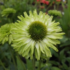 Purpursolhat SunSeekers Apple Green - Echinacea purpurea SunSeekers Apple Green