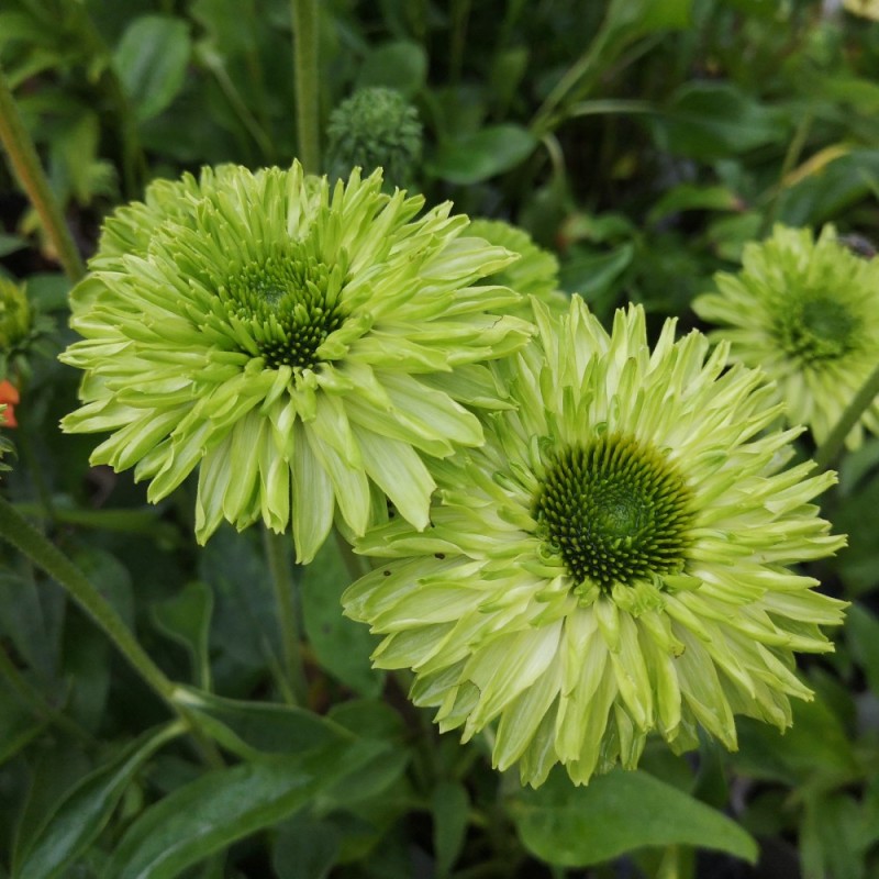 Purpursolhat SunSeekers Apple Green - Echinacea purpurea SunSeekers Apple Green