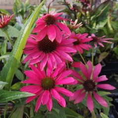 Purpursolhat SunSeekers Magenta - Echinacea purpurea SunSeekers Magenta