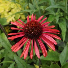 Purpursolhat SunSeekers Orange - Echinacea purpurea SunSeekers Orange