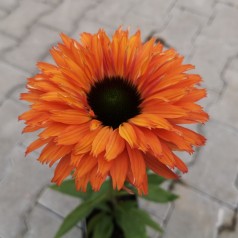 Purpursolhat SunSeekers Rainbow - Echinacea purpurea SunSeekers Rainbow