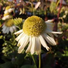 Purpursolhat Vanilla Cupcake - Echinacea purpurea Vanilla Cupcake