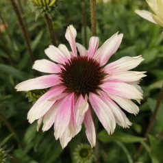 Purpursolhat White Purple - Echinacea purpurea Sombrero White Purple