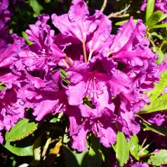 Rhododendron hybrid Azurro 30-50 cm.