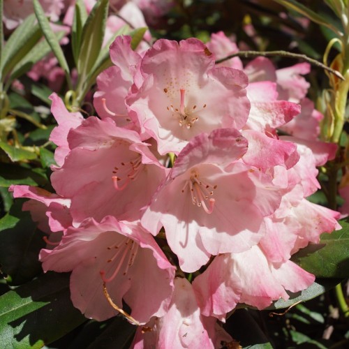 Rhododendron Yakushimanum Fantastica 25-40 cm.