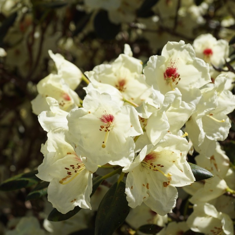 Rhododendron Yakushimanum Flava