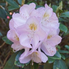 Rhododendron hybrid Gomer Waterer 30-50 cm.