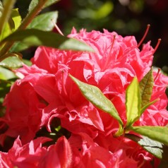 Haveazalea Homebush 30-60 cm. - Rhododendron knaphill Homebush