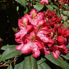 Rhododendron hybrid Junifeuer 30-50 cm.