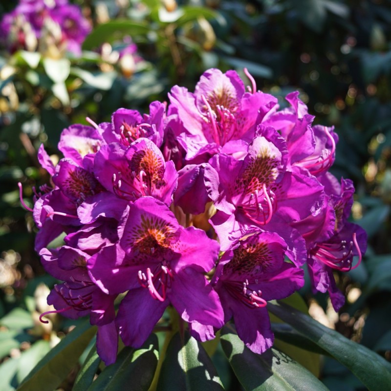 Rhododendron hybrid Marcel Menard 30-50 cm.