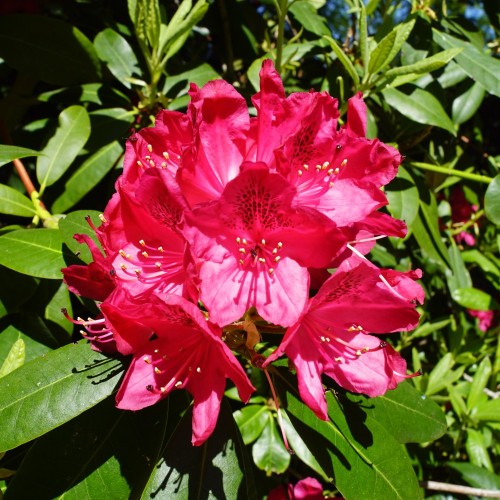 Rhododendron hybrid Nova Zembla 30-50 cm.