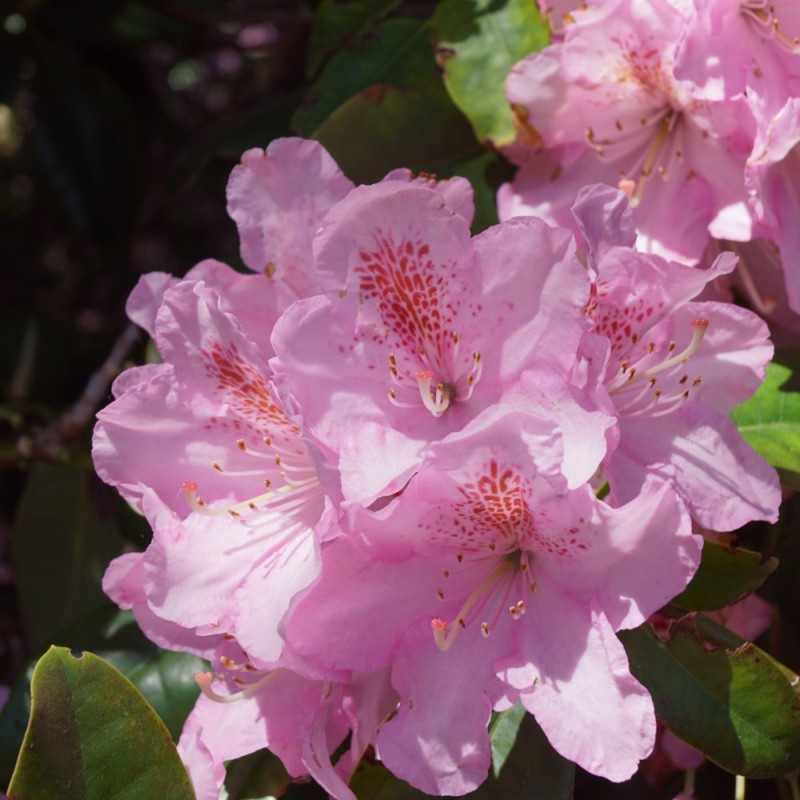 Rhododendron hybrid Scintillation 30-50 cm.