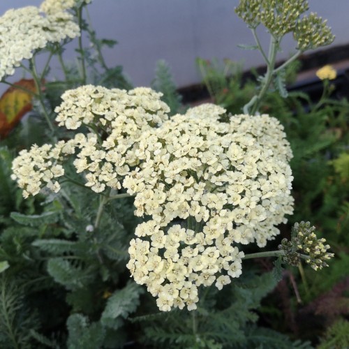 Røllike Anthea - Achillea millefolium Anthea