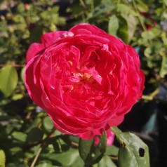 Rose Benjamin Britten - Engelsk Rose