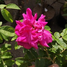 Rose Hansa - Buskrose